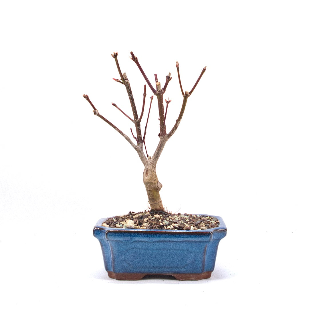 Fächer-Ahorn 'Acer palmatum 'Deshojo'